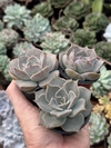 Hibrida de Lauii Pote 9