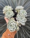 Hibrida de lola Bicefala (rosetas pequenas)