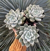 X tolimanensis (cultivar compacto) (Pote 9)