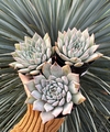 Cuspidata x unguiculata (Pote 9)
