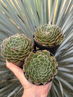 Tacitus Bellus (Pote9) - FLOR DE PEDRA - Loja virtual 