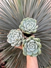 E. jade butterfly (pote 9)