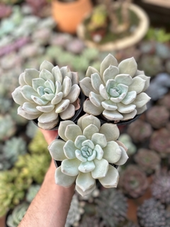 E. Luna World (Pote 11) - FLOR DE PEDRA - Loja virtual 