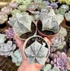 Astrophytum Myriostigma (Pote 9) na internet