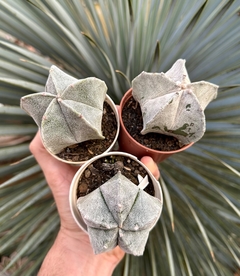 Astrophytum Myriostigma (Pote 9) - comprar online