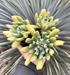 E. Dagda (Pote 9)