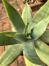 Aloe astriata (Pote 9)