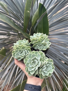 E. Albida Albida - FLOR DE PEDRA - Loja virtual 