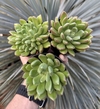 Echeveria Frida Calo (pote 9)