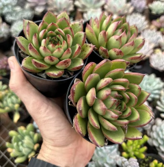 Agavoide Ceci (Pote9) - FLOR DE PEDRA - Loja virtual 