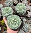 Echeveria Gloria (Pote 9)