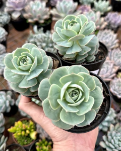 Echeveria Gloria (Pote 9) na internet