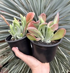 Kalanchoe Auricula (pote 15) na internet