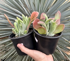 Kalanchoe Auricula (pote 15) - comprar online