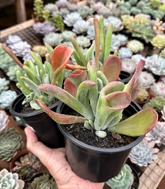 Kalanchoe Auricula (pote 15) - FLOR DE PEDRA - Loja virtual 