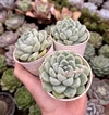 Eche. Elegans Rosê (pote 9)