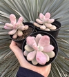 Pachy. Amethistinum (Pote 9)
