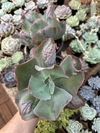 E. Dragonas (Pote 15 )