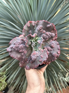 E. Copahue (pote 15) na internet