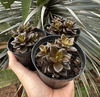 Lenopetalum Chocolate (Colônia Pote9)