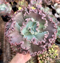 E, gorgon's grotto (Pote 15) na internet