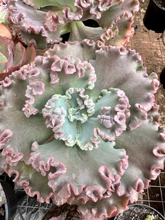 E, gorgon's grotto (Pote 15) - FLOR DE PEDRA - Loja virtual 