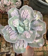 E. Etna (Pote 15)
