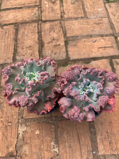 E. Ruby lady (pote 11)