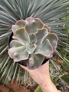 E. Violacina (Pote15)