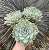 E. Derenbergii (Pote 9)