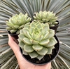 E. Fabiola (Pote 9)