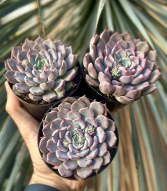 E. Texensis Rosea (Pote 9) - comprar online
