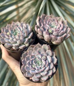E. Texensis Rosea (Pote 9) na internet