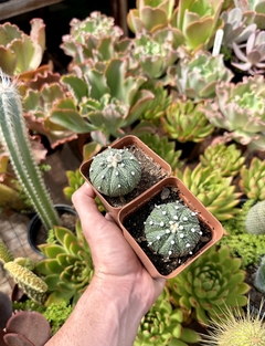 astrophytum asterias (Pote 9) - comprar online
