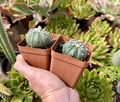 astrophytum asterias (Pote 9) na internet