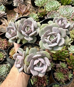 Echeveria Little Rose (Pote 9 bicefala) - comprar online