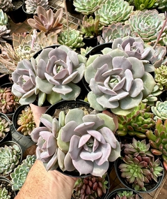 Echeveria Little Rose (Pote 9 bicefala)