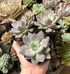 E. Hibrida de lola escura