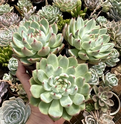 Echeveria Chihuahuensis (Pote 9) - FLOR DE PEDRA - Loja virtual 