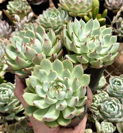 Echeveria Chihuahuensis (Pote 9) na internet