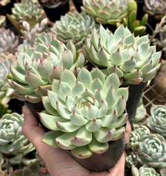 Echeveria Chihuahuensis (Pote 9) - comprar online