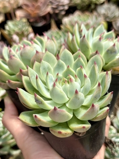 Echeveria Chihuahuensis (Pote 9)