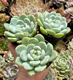 E. jade butterfly (pote 9) - comprar online