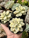 Vitor Kane Variegata (Pote 9)