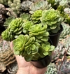 Holly (pote 9)