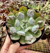 E. Parva X Raindrops (Pote 15)