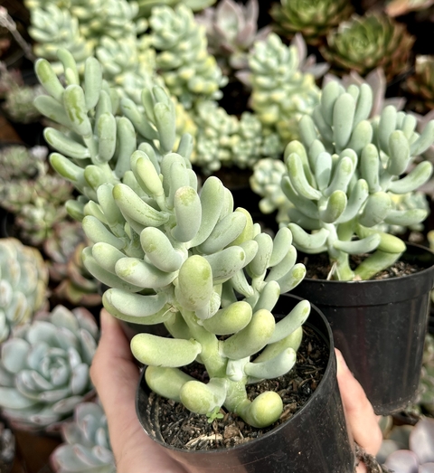 Sedum Allantoides (Pote 9)