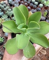 Echeveria Palida (Pote 11)