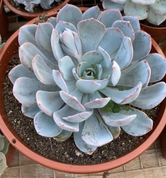 Echeveria Diva (Pote 9)