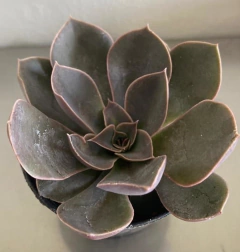 Híbrido de Lutea (Pote 9) - comprar online